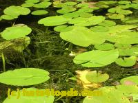 /home//u458753944/public_html/sourcegallery//Frogs/More bullfrogs/DSCN5472.JPG
